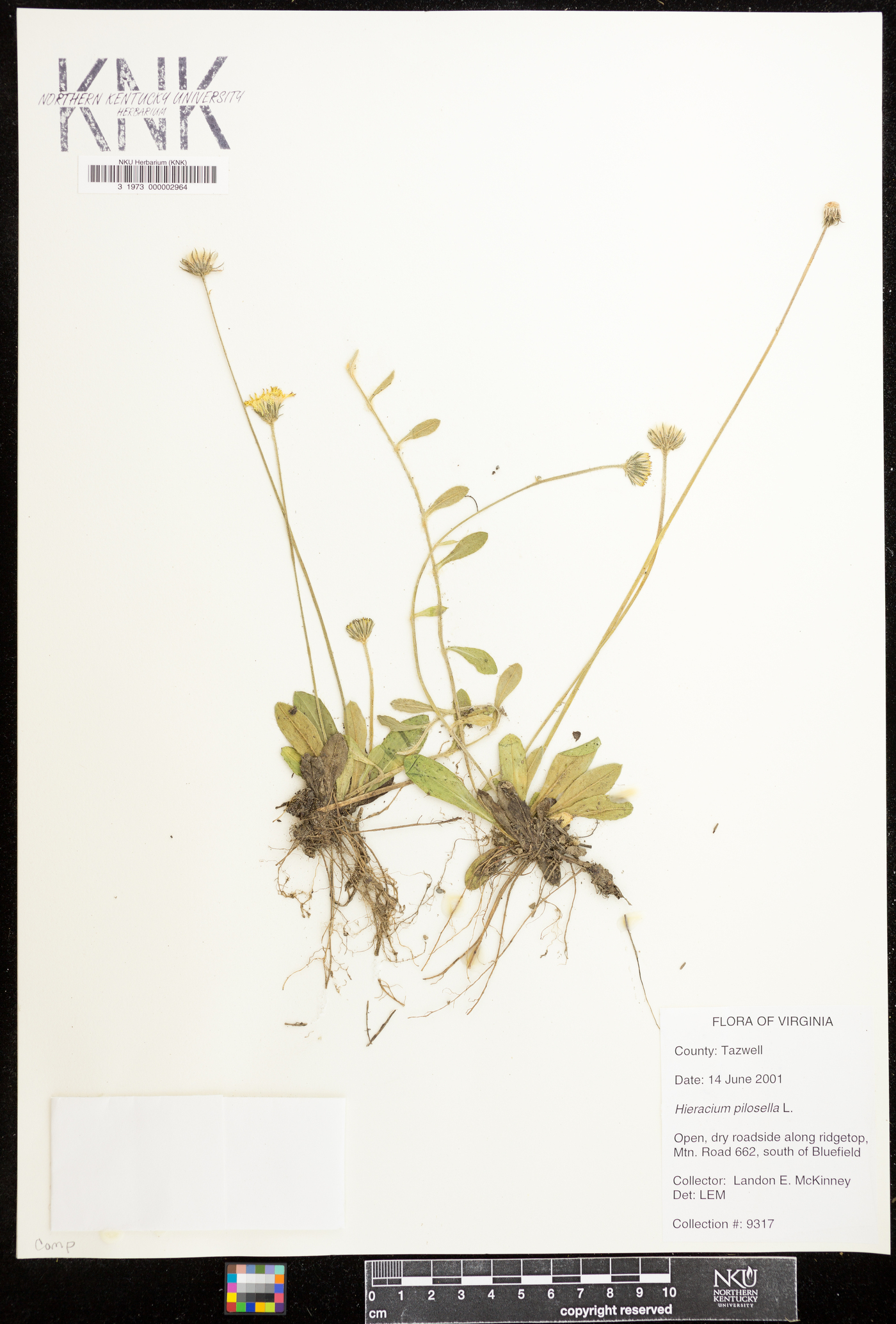 Hieracium pilosella image