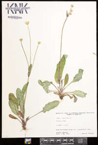 Krigia biflora image