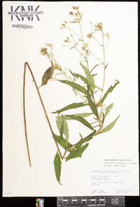 Brickellia eupatorioides image