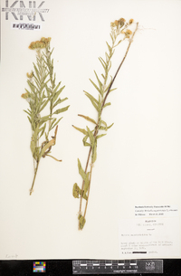 Brickellia eupatorioides image