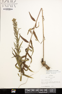 Brickellia eupatorioides image