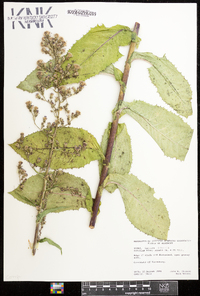 Lactuca biennis image