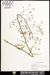 Lactuca floridana image