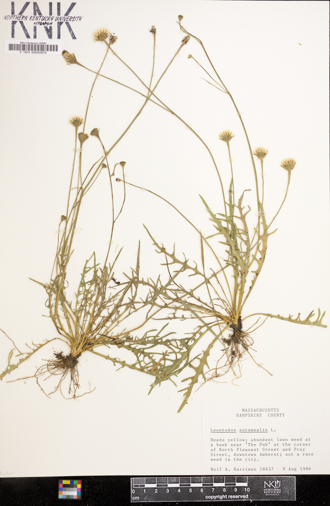Leontodon autumnalis image