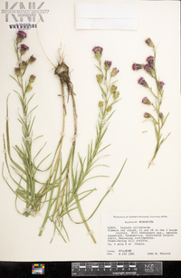 Liatris cylindracea image