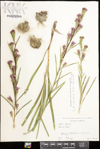 Liatris cylindracea image