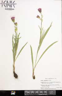 Liatris cylindracea image