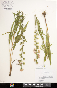 Liatris aspera image