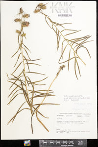 Liatris squarrosa image