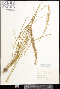 Liatris tenuifolia var. quadriflora image