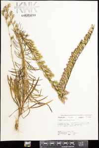 Liatris pauciflora image