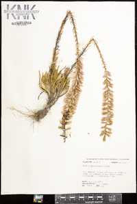 Liatris provincialis image