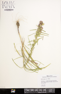 Liatris squarrosa image