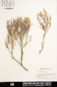 Lygodesmia juncea image