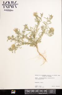 Machaeranthera tanacetifolia image