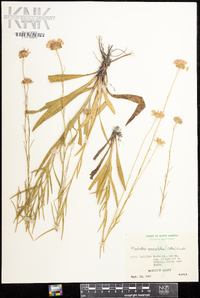 Marshallia graminifolia image