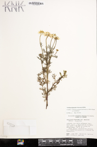 Tripleurospermum maritimum subsp. maritimum image