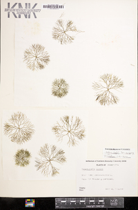 Bidens beckii image