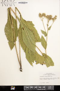 Parthenium integrifolium image