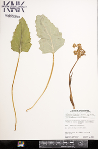 Petasites frigidus image