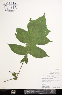 Polymnia canadensis image