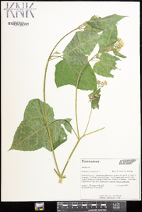 Polymnia canadensis image