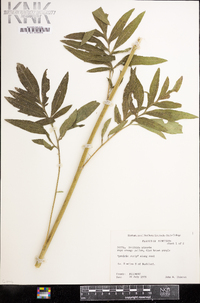 Ratibida pinnata image