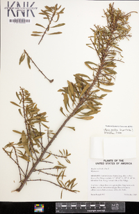 Myrica cerifera image