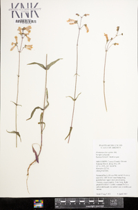 Penstemon laevigatus image