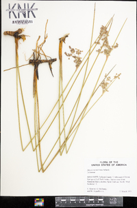 Juncus roemerianus image