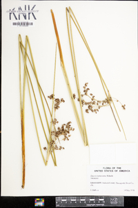 Juncus roemerianus image