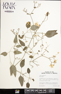 Clematis terniflora image