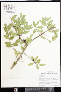 Ilex vomitoria image