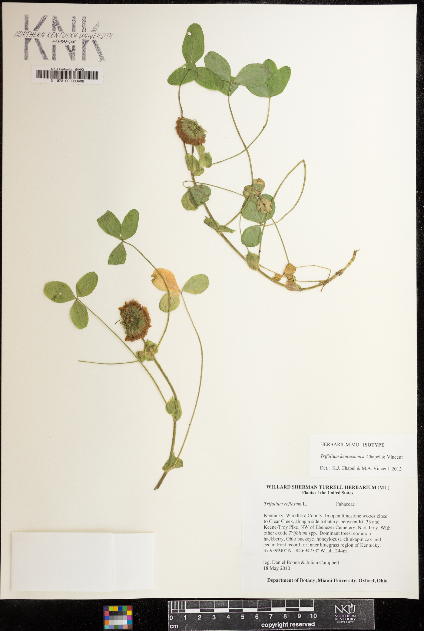 Trifolium kentuckiense image