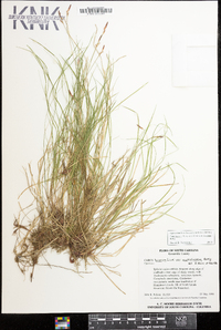 Carex lucorum image