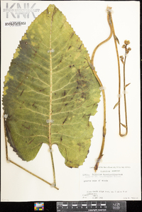 Silphium terebinthinaceum image