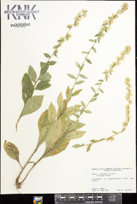 Solidago bicolor image