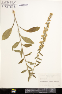 Solidago bicolor image