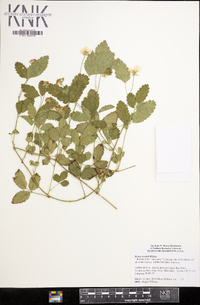 Rubus trivialis image