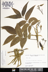 Carya illinoinensis image