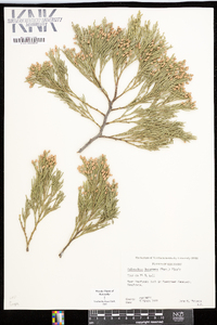 Calocedrus decurrens image