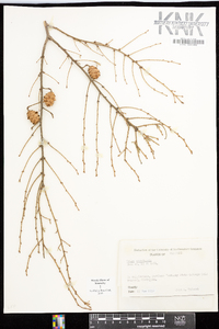 Tsuga canadensis image