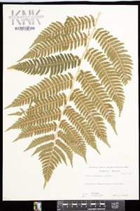 Dryopteris goldieana image