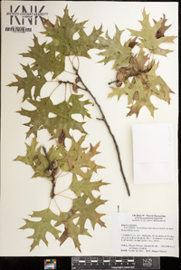 Quercus palustris image