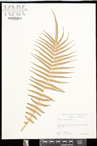 Pteris vittata image