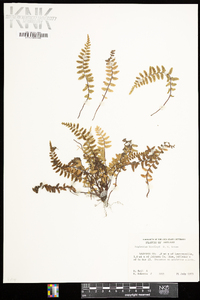 Asplenium bradleyi image