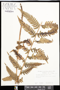 Dryopteris ludoviciana image
