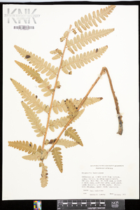 Dryopteris ludoviciana image