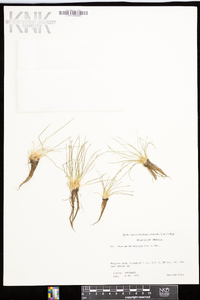 Isoëtes melanopoda image
