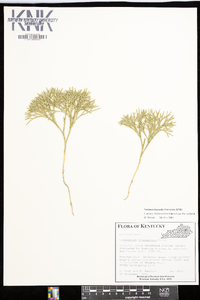 Diphasiastrum tristachyum image